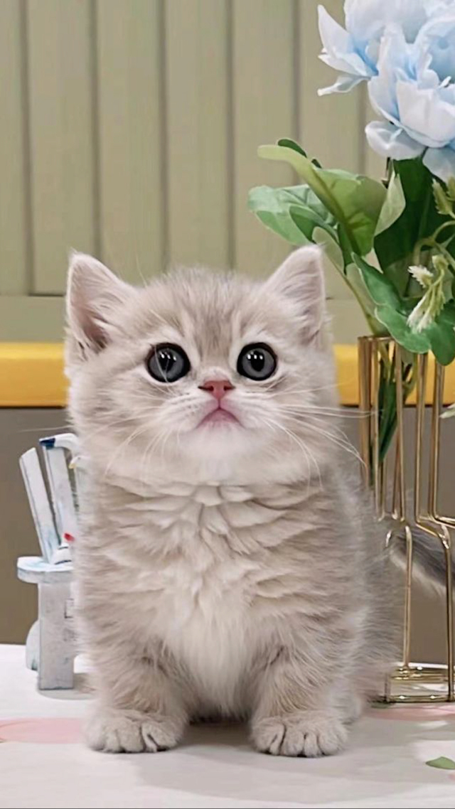 呆萌的蓝猫