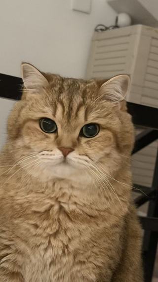 嘻嘻猫