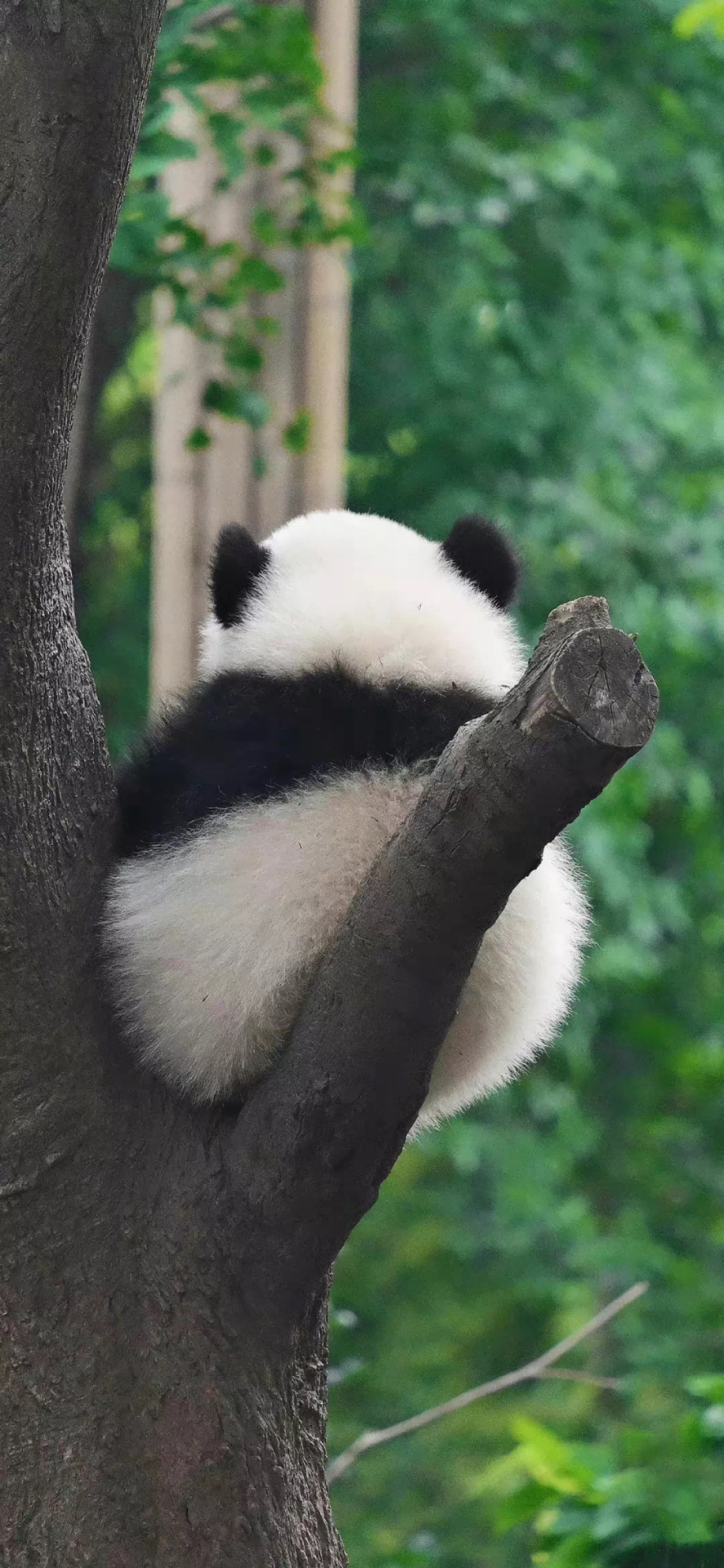 熊貓花花