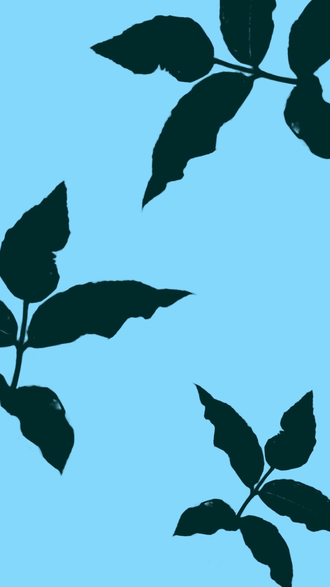 藍花2