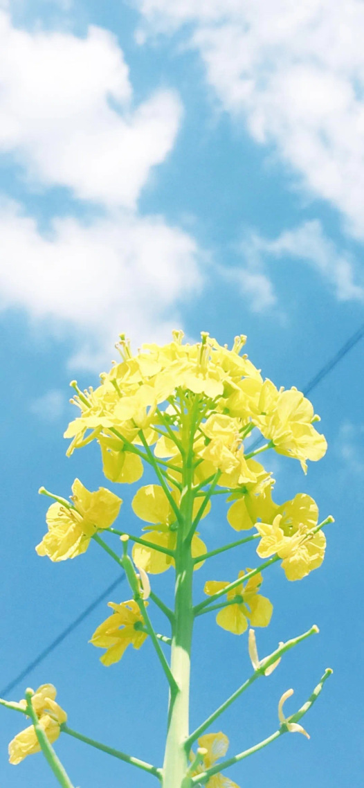 油菜花