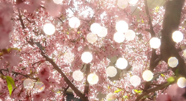 花中光影