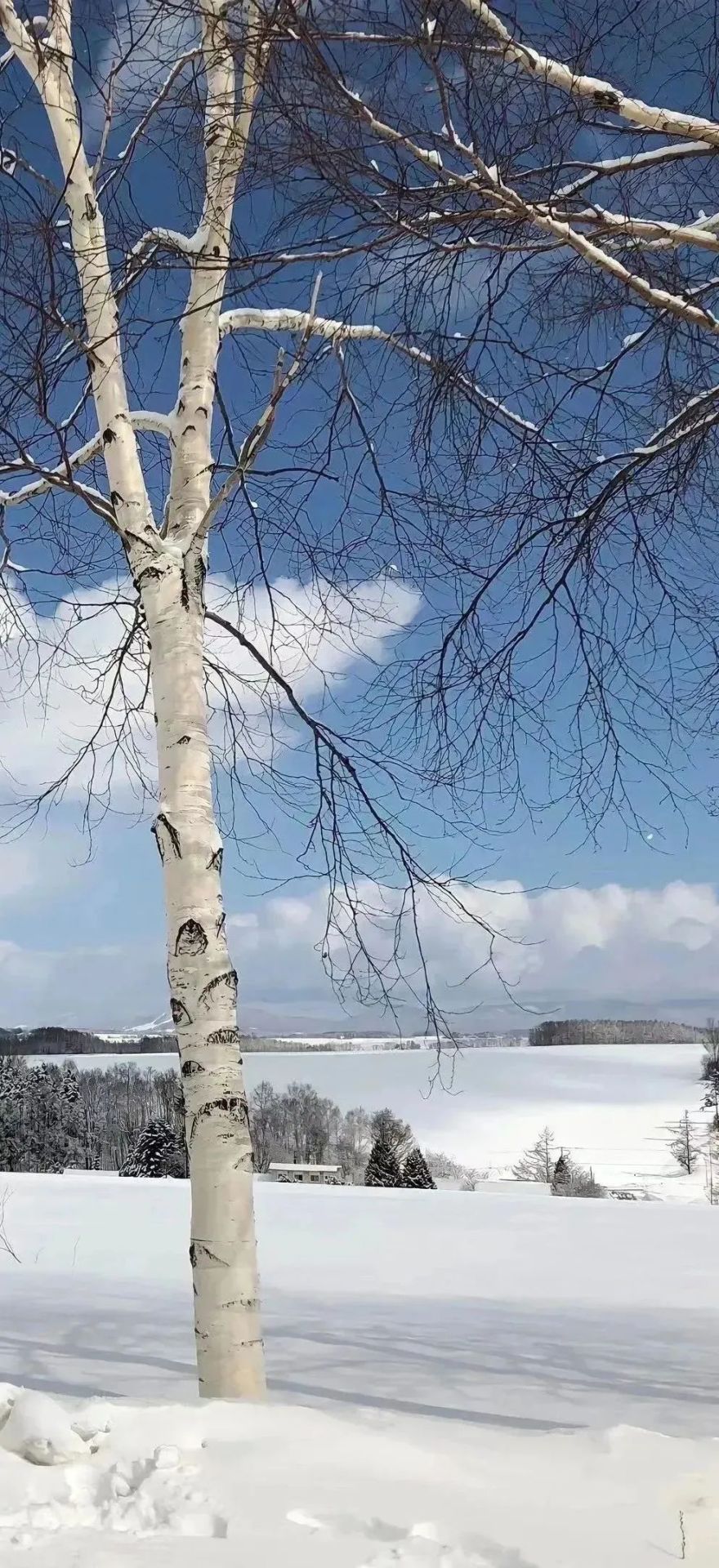 樹