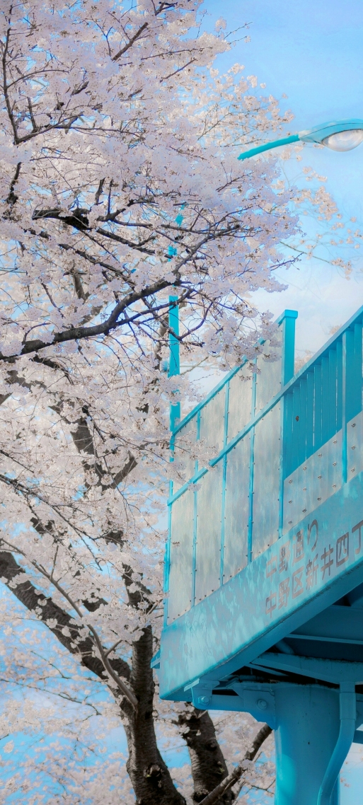 櫻花