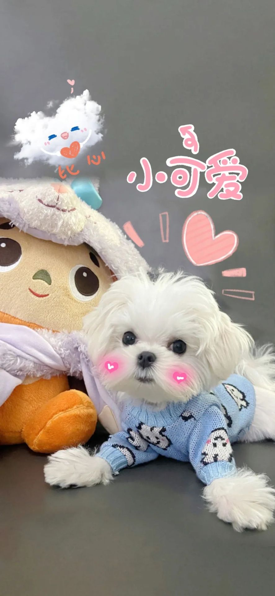 白色小狗