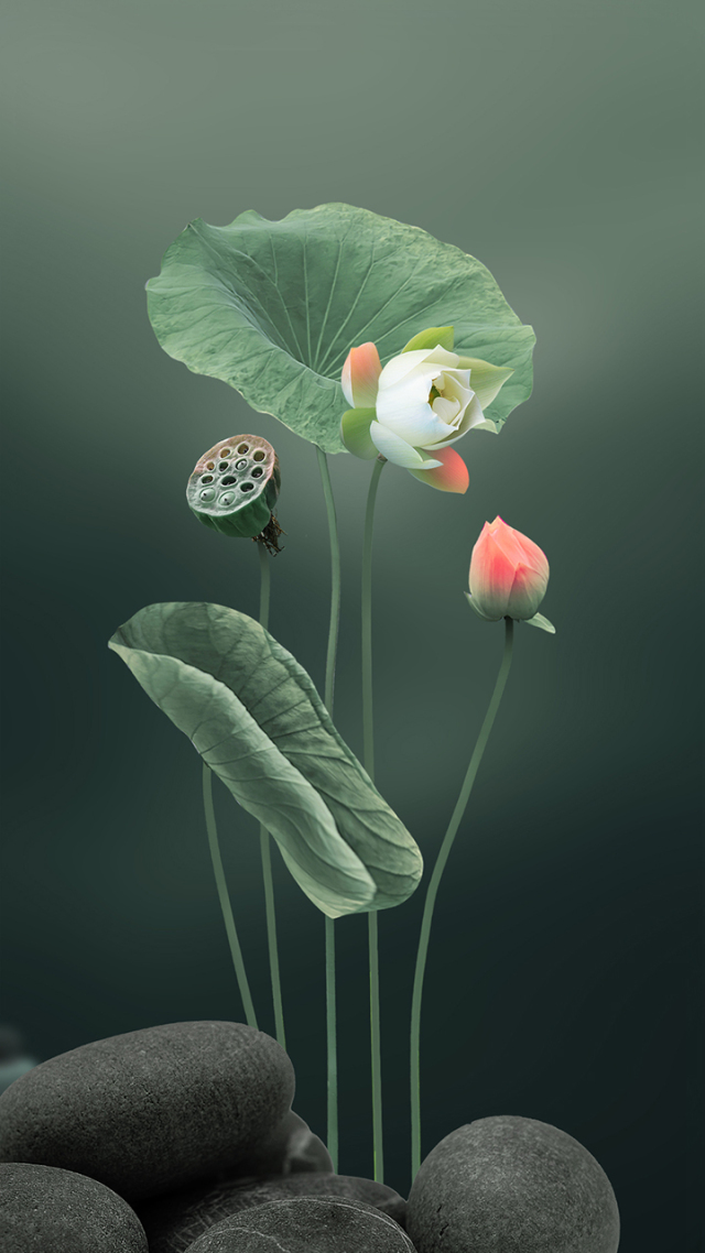 意境荷花2