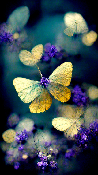 自然壁纸 自然手机壁纸 自然手机静态壁纸 元气壁纸