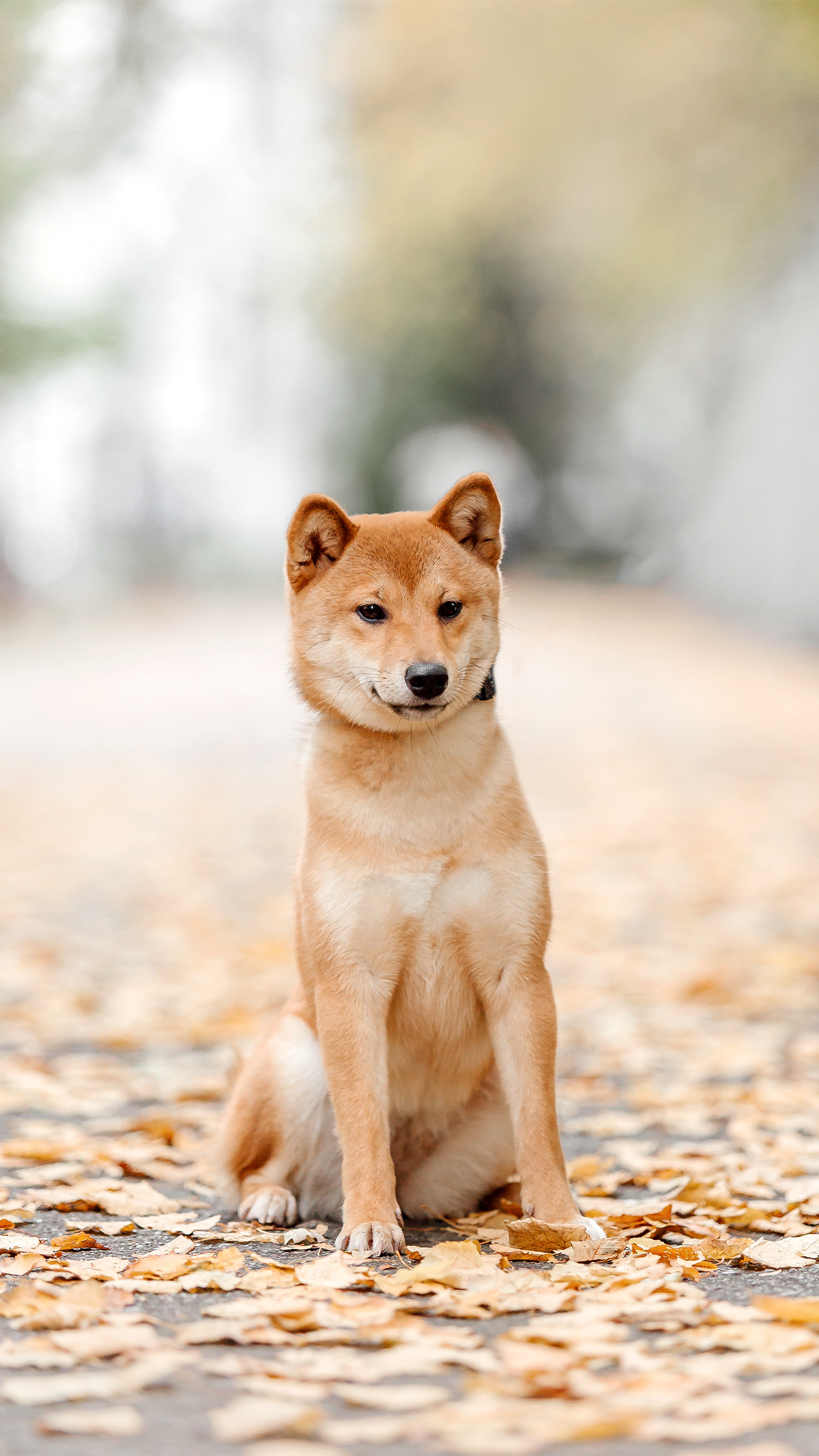 ~柴犬真的會笑嗎 萌寵