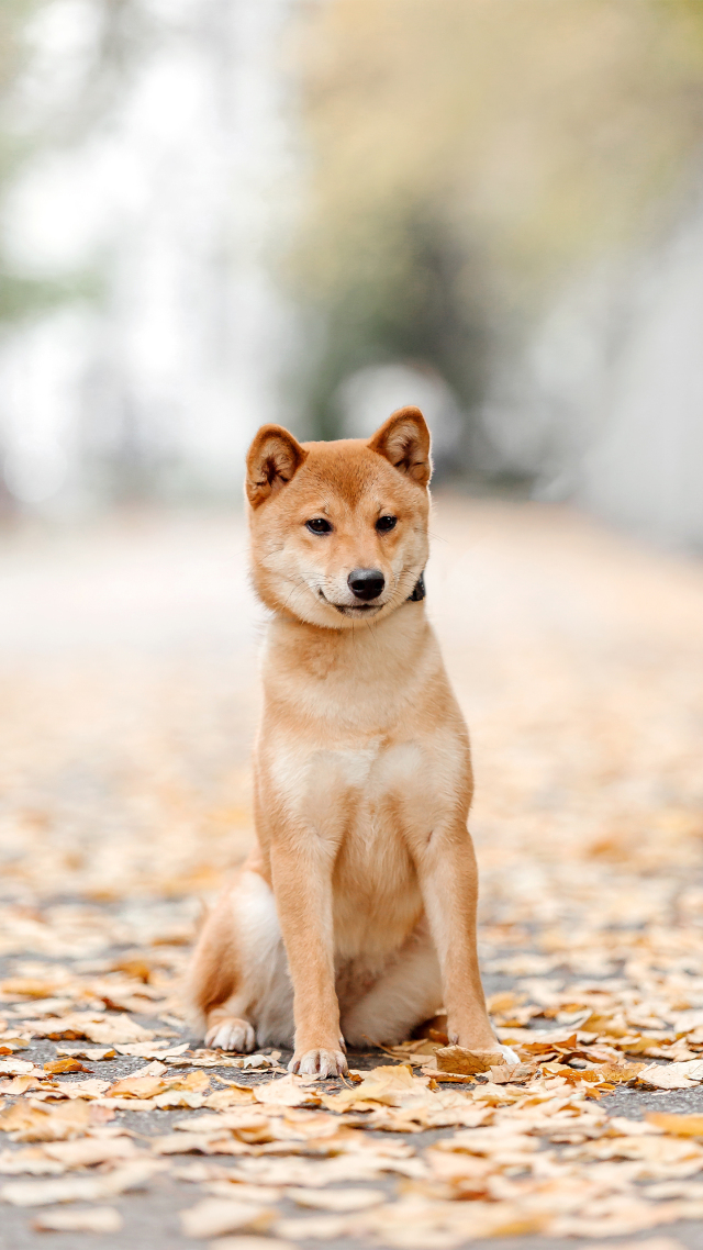 ~柴犬真的会笑吗 萌宠