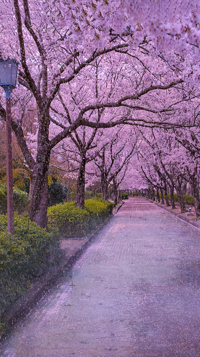 唯美雨景櫻花