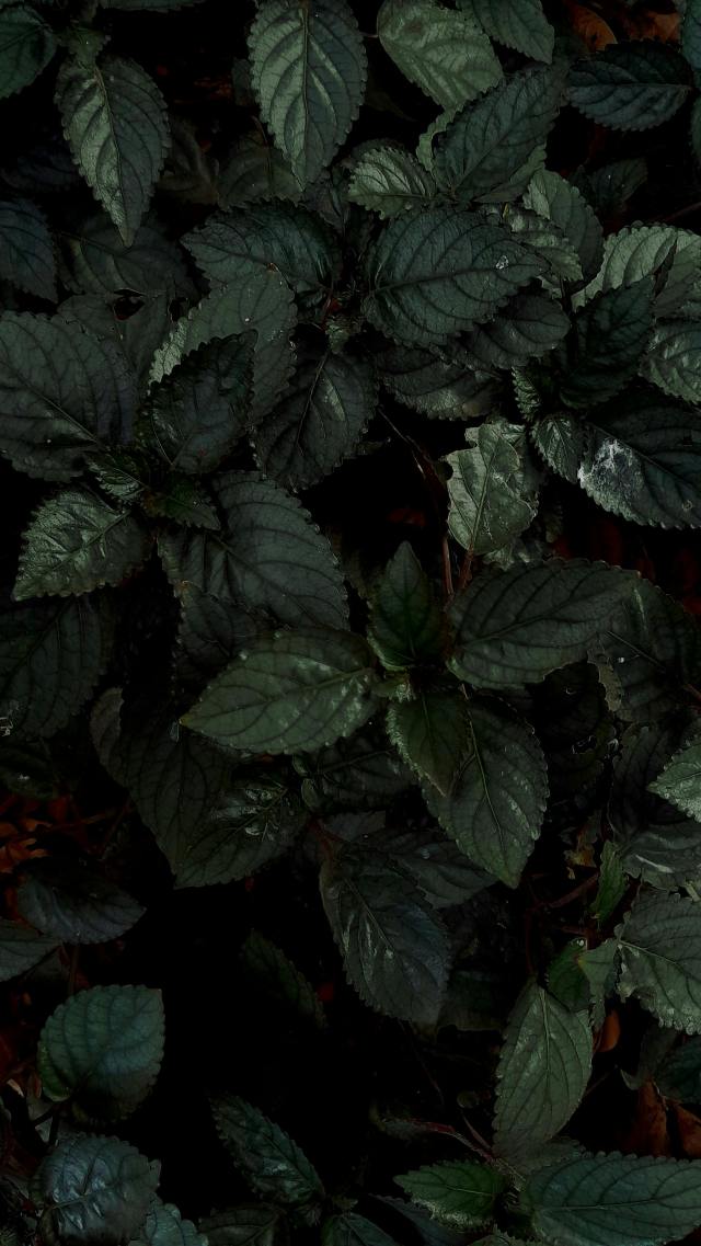 深色護眼葉子