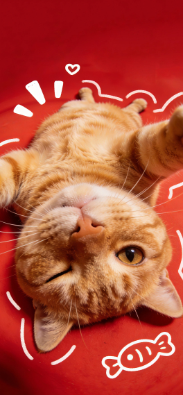 可爱橘猫