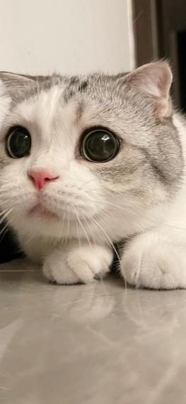 猫咪