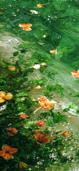 花海，橘色