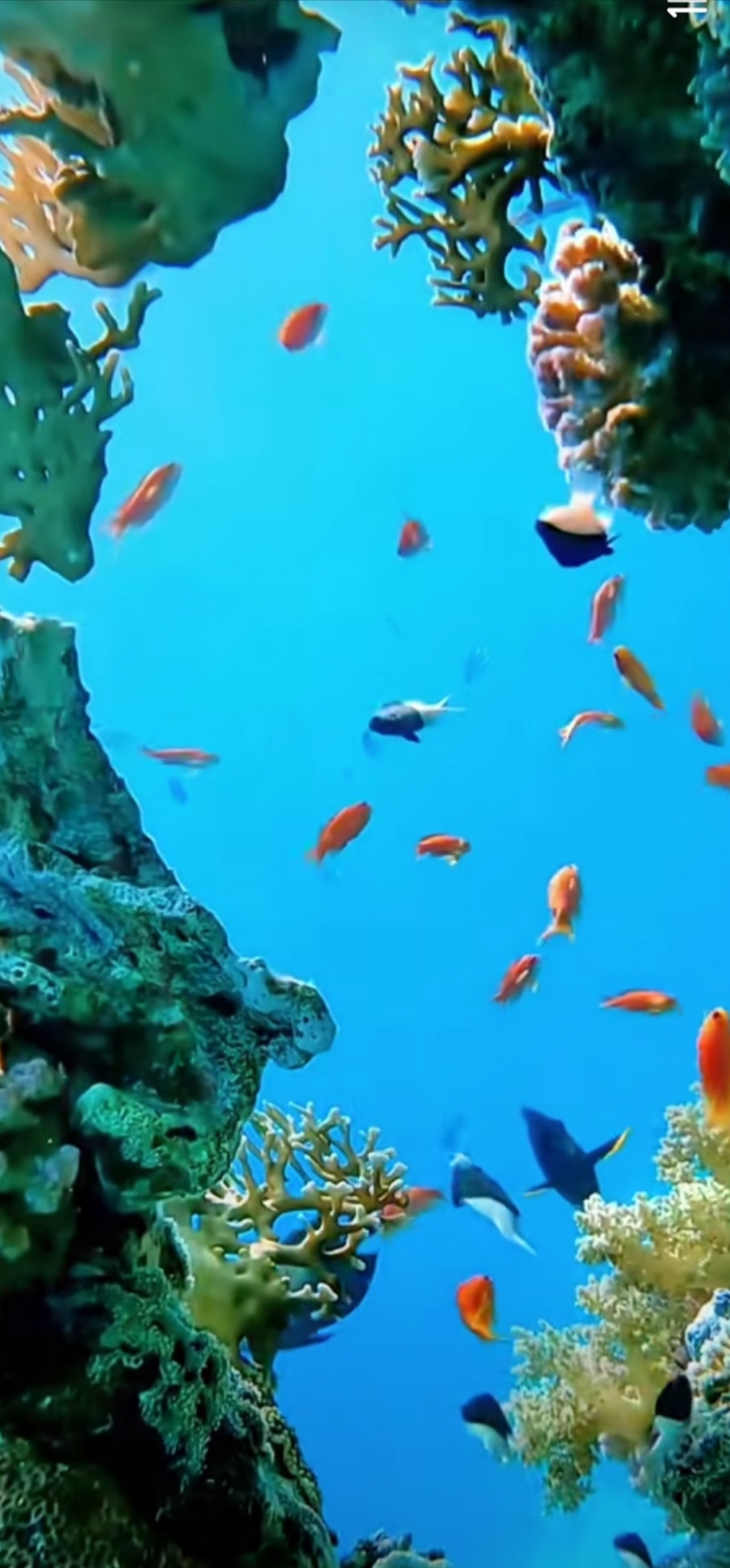 海里的鱼