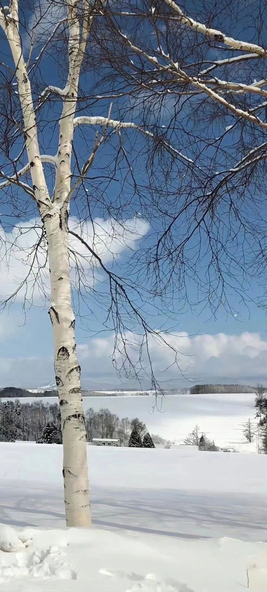 大樹