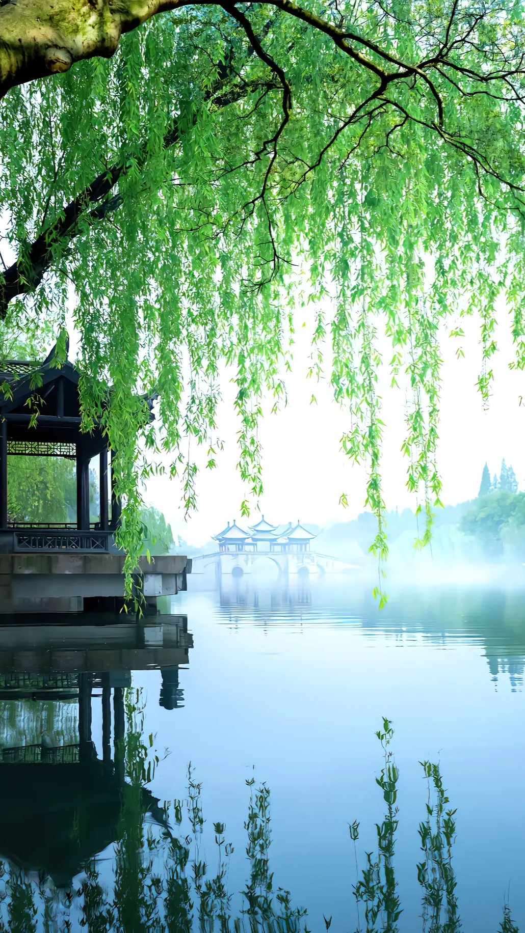 柳树倒影