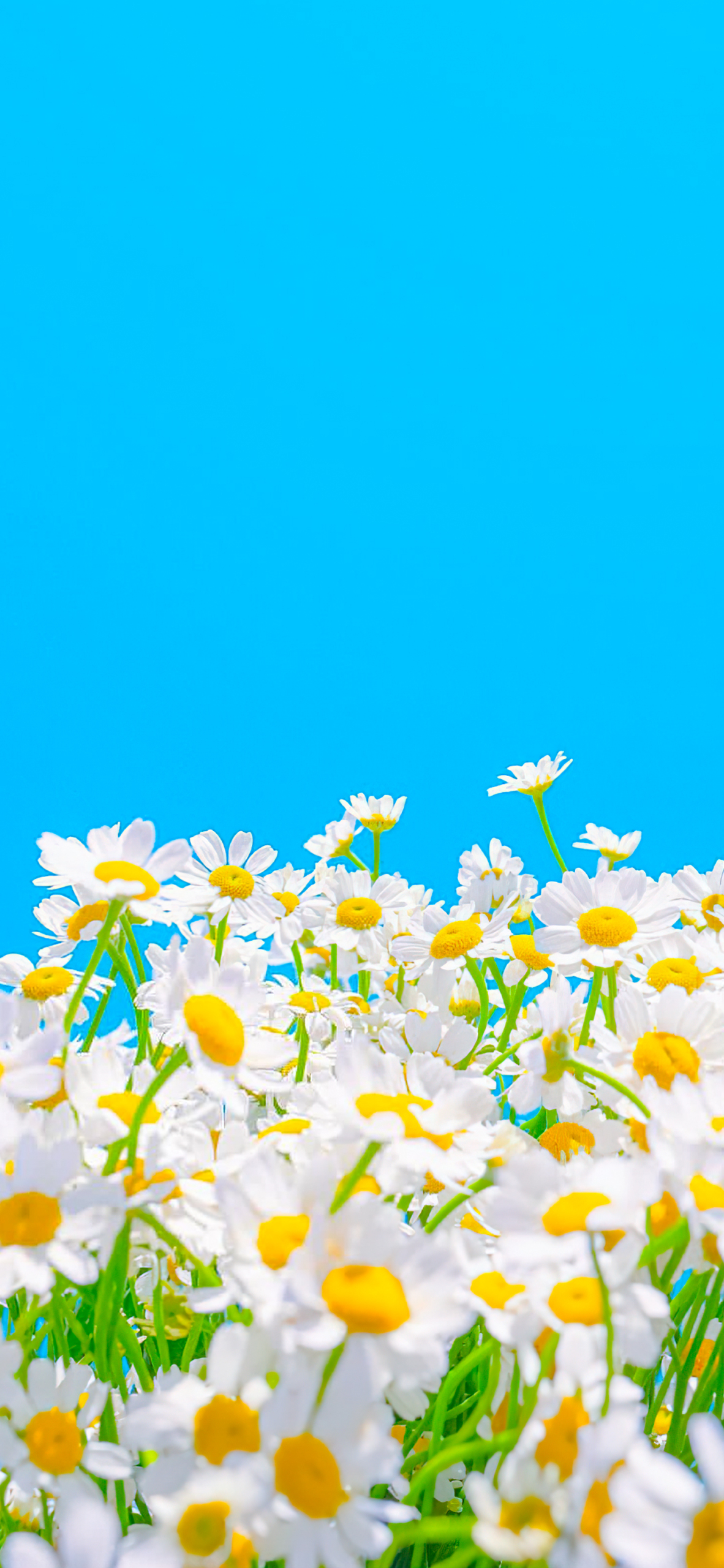 治愈小雛菊