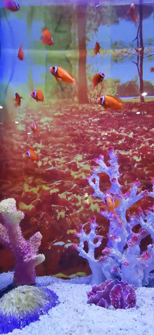 小魚
