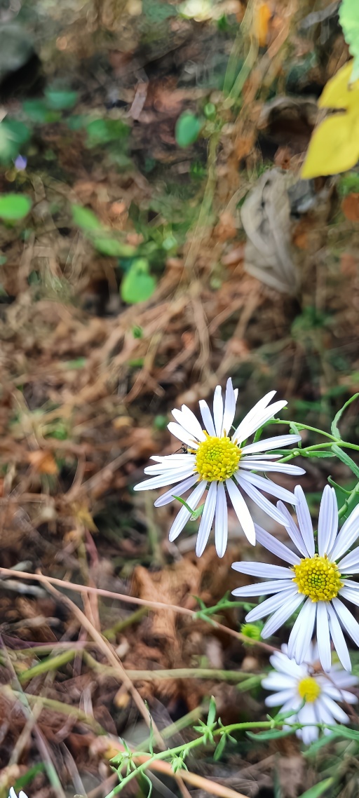 雏菊花