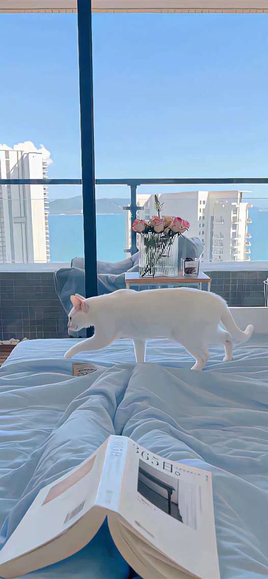 猫咪