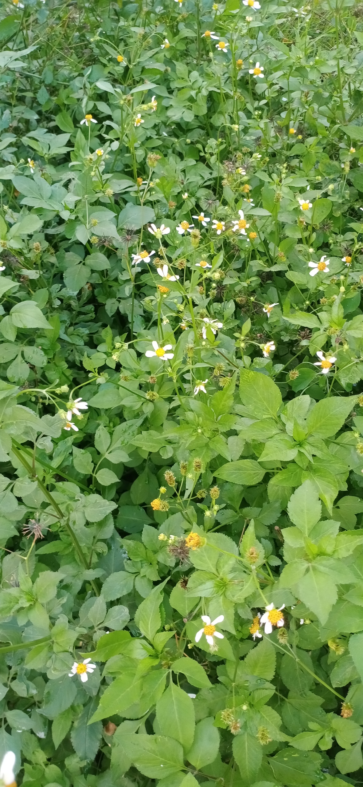 綠色清新護眼花草