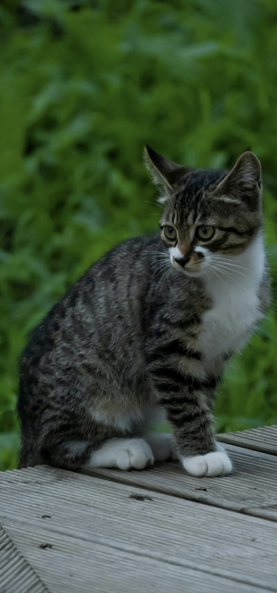 猫咪