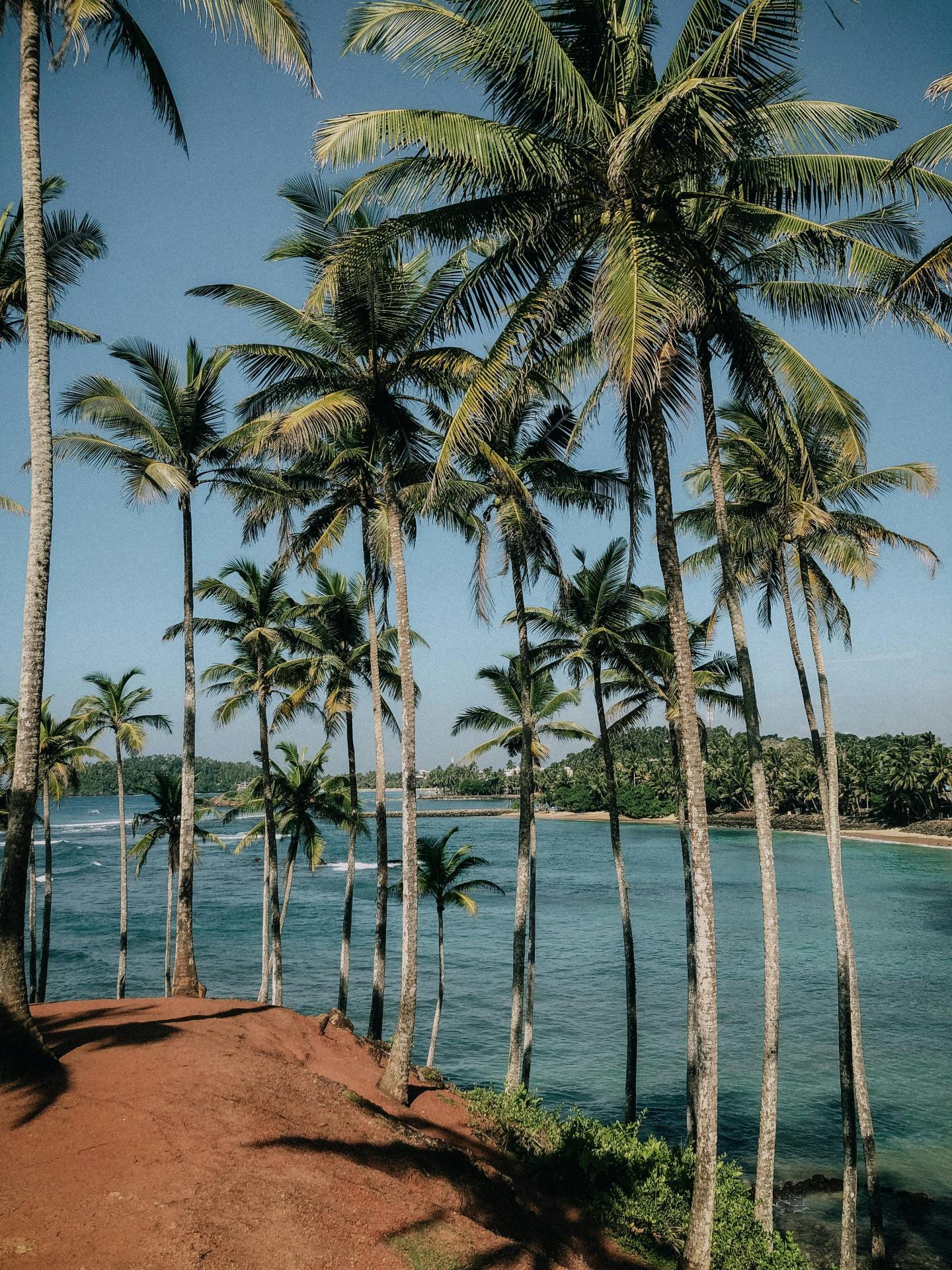 椰林护眼海景