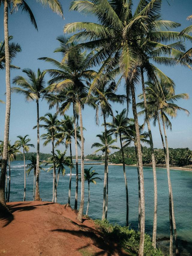 椰林護眼海景