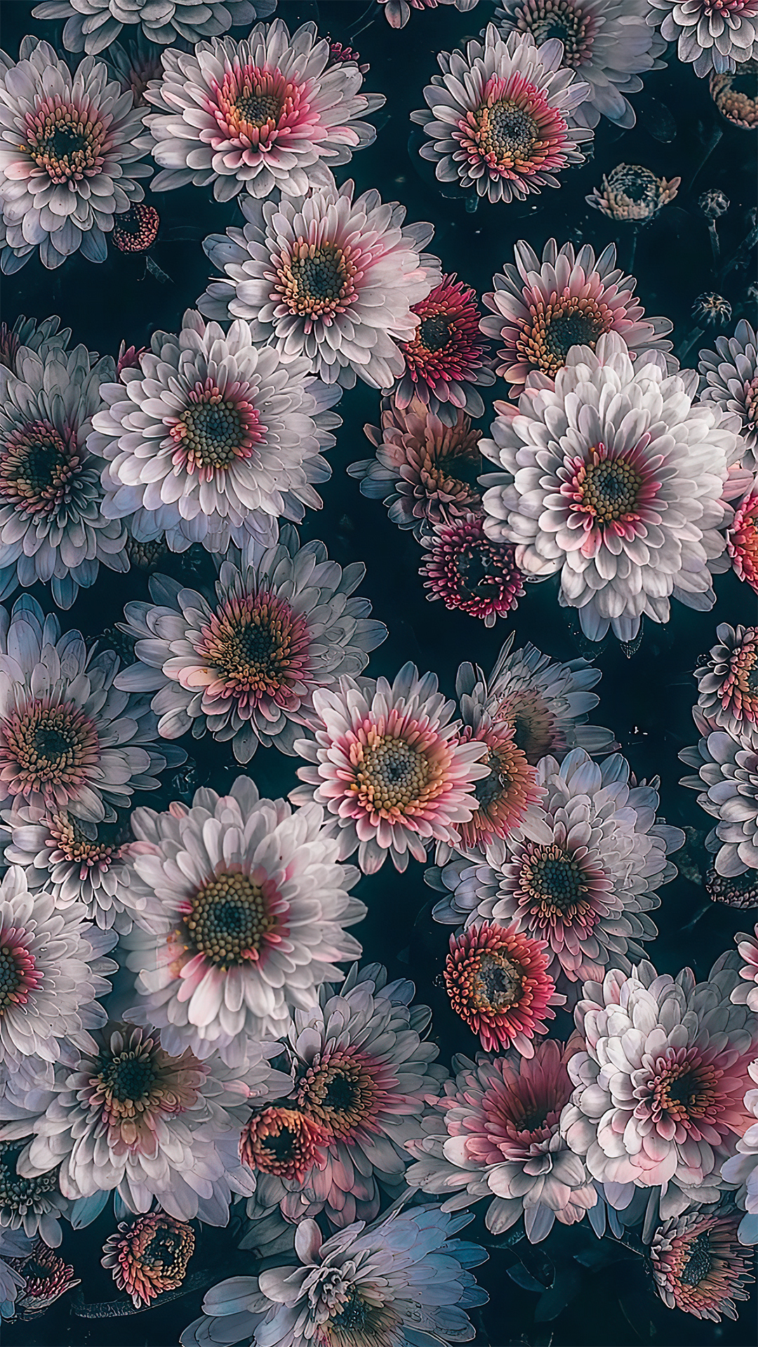 小雏菊