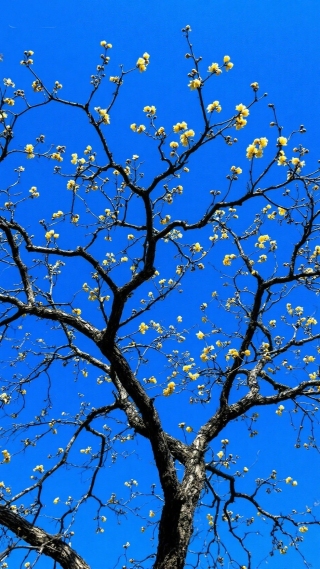 树上的花
