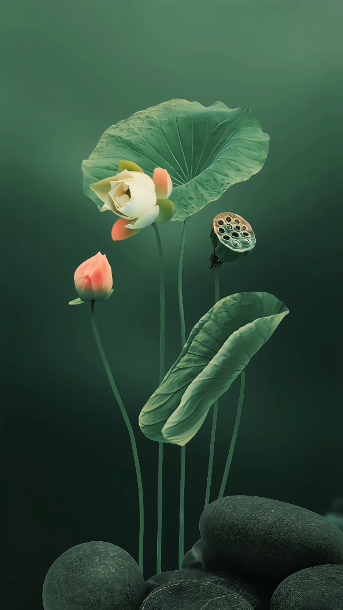 治愈系荷葉荷花4k①