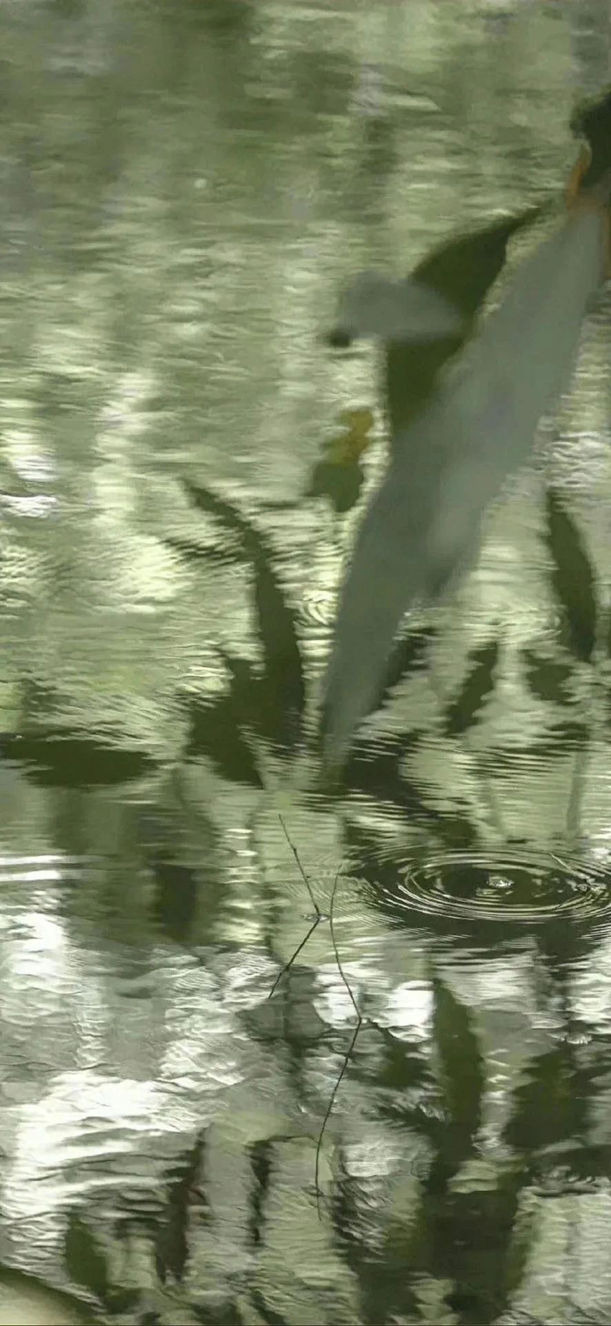 綠色水滴