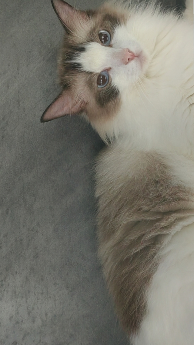 猫猫3
