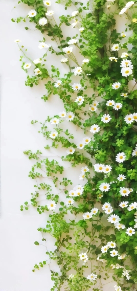 小野菊