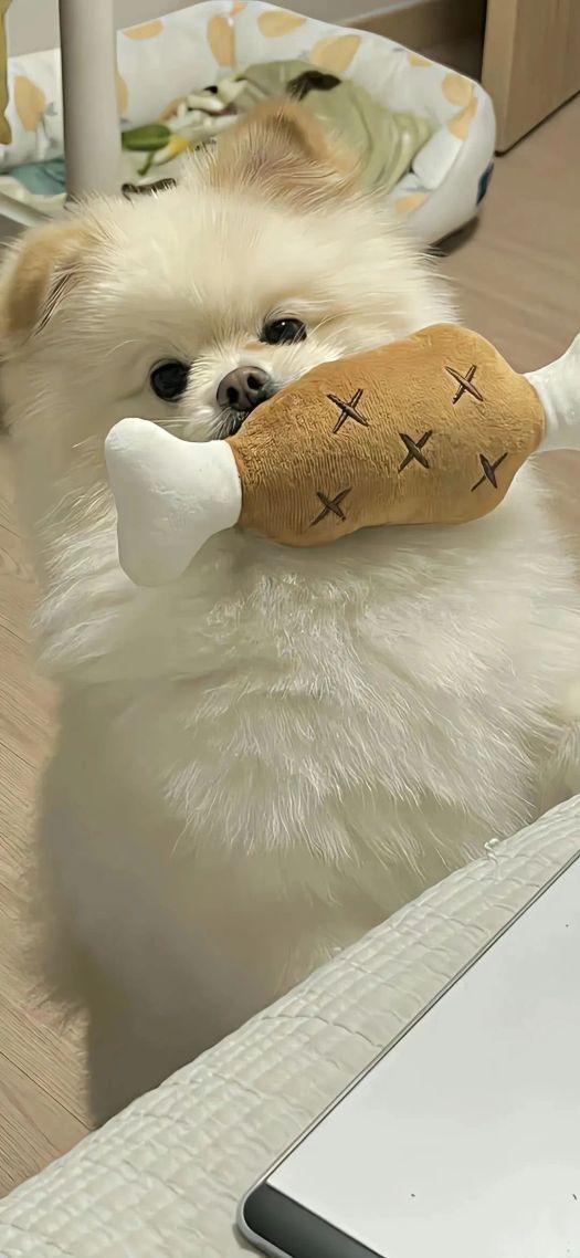 萨摩耶