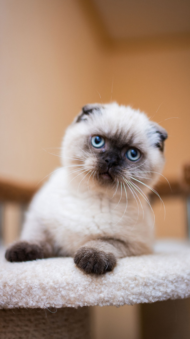 微信背景壁纸#黑脸的小猫咪 可爱 (2)