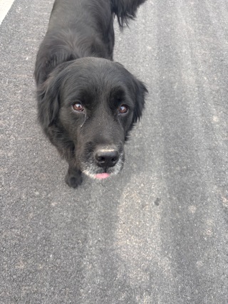 狗狗🐩（名叫大黑）