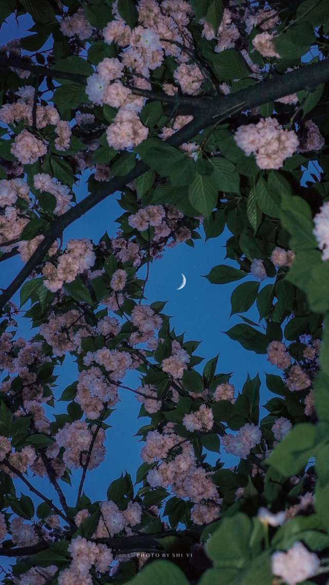 微信背景图高清花与月