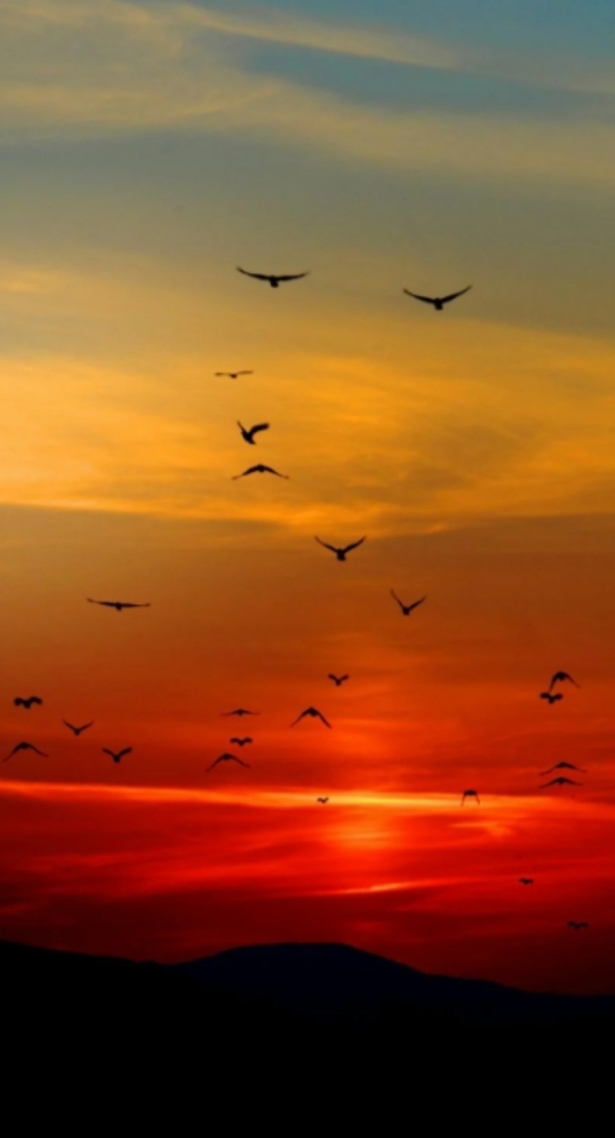 鸟在空中飞翔(风景手机静态壁纸) - 风景手机壁纸下载 - 元气壁纸
