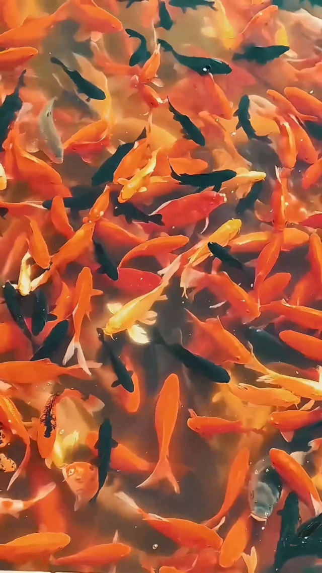 好运锦鲤②