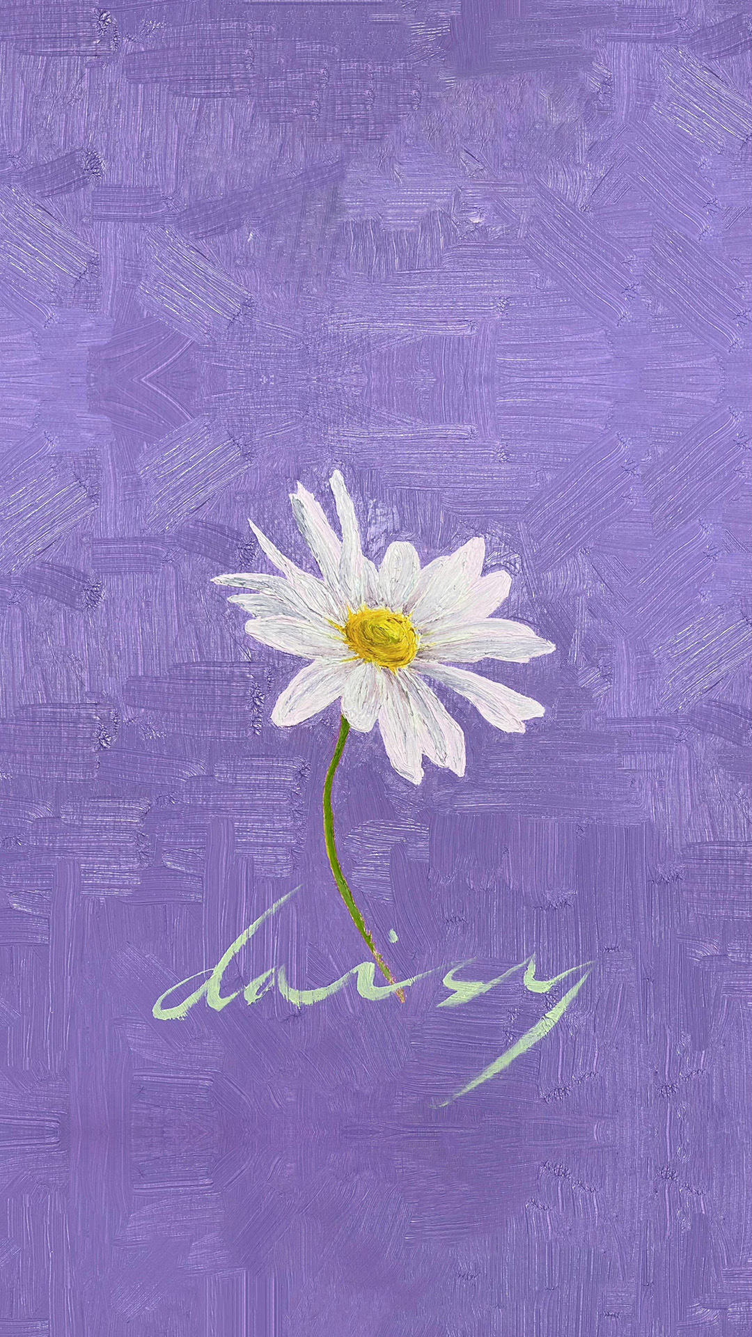 紫色雛菊