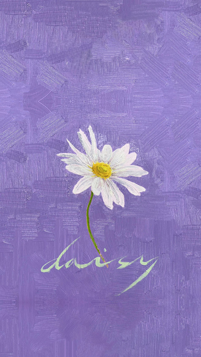 紫色雛菊