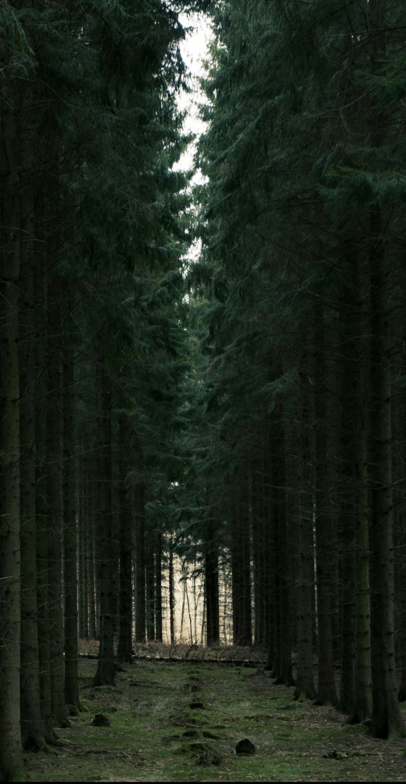 护眼风景树