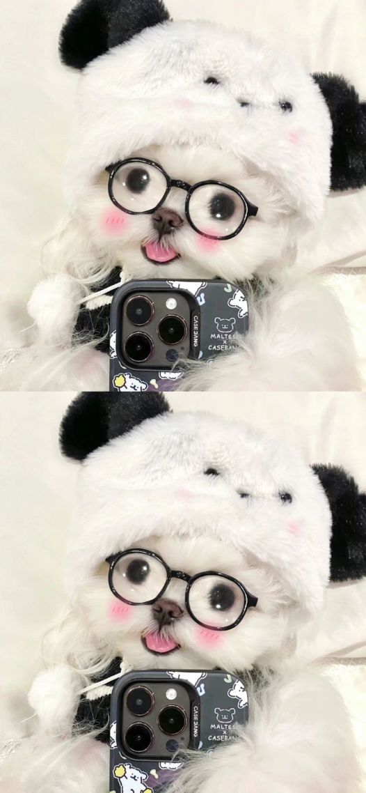 白色小狗