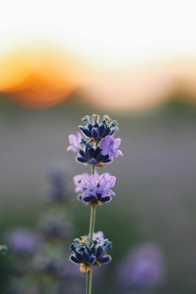 一朵花