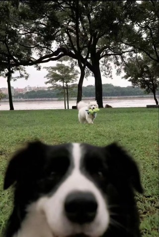 边牧拍照