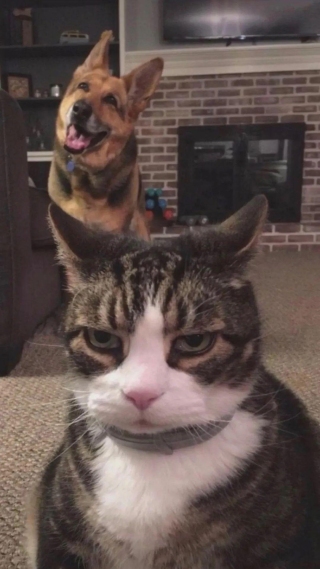 猫咪