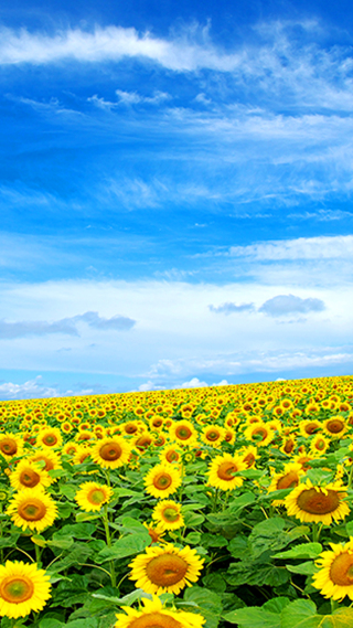 森系美女壁纸 森系美女手机壁纸 森系美女手机静态壁纸 元气壁纸