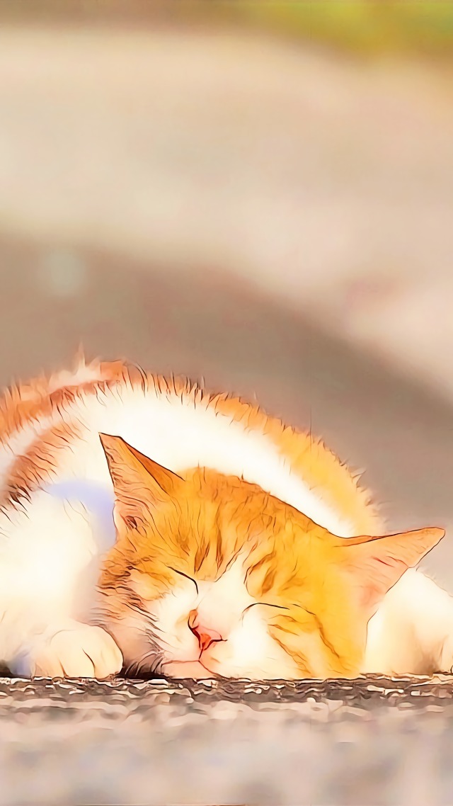 懒猫